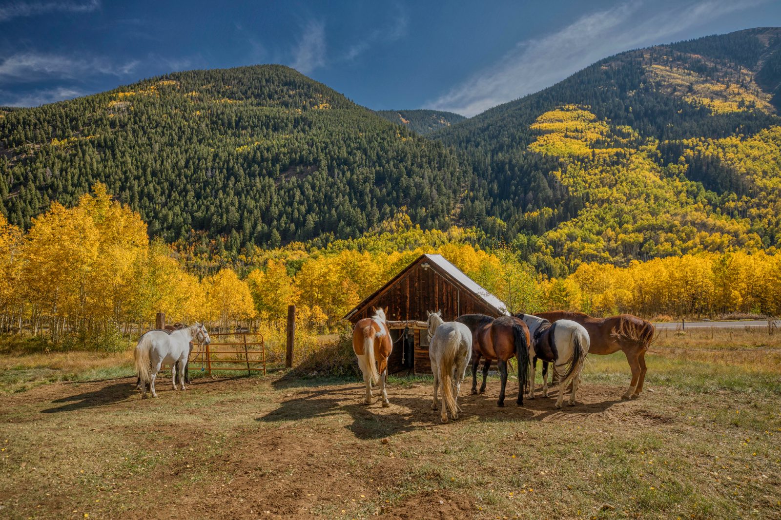 Horses beside a barn on a ranch below aspen-covered mountains in Southwest Colorado