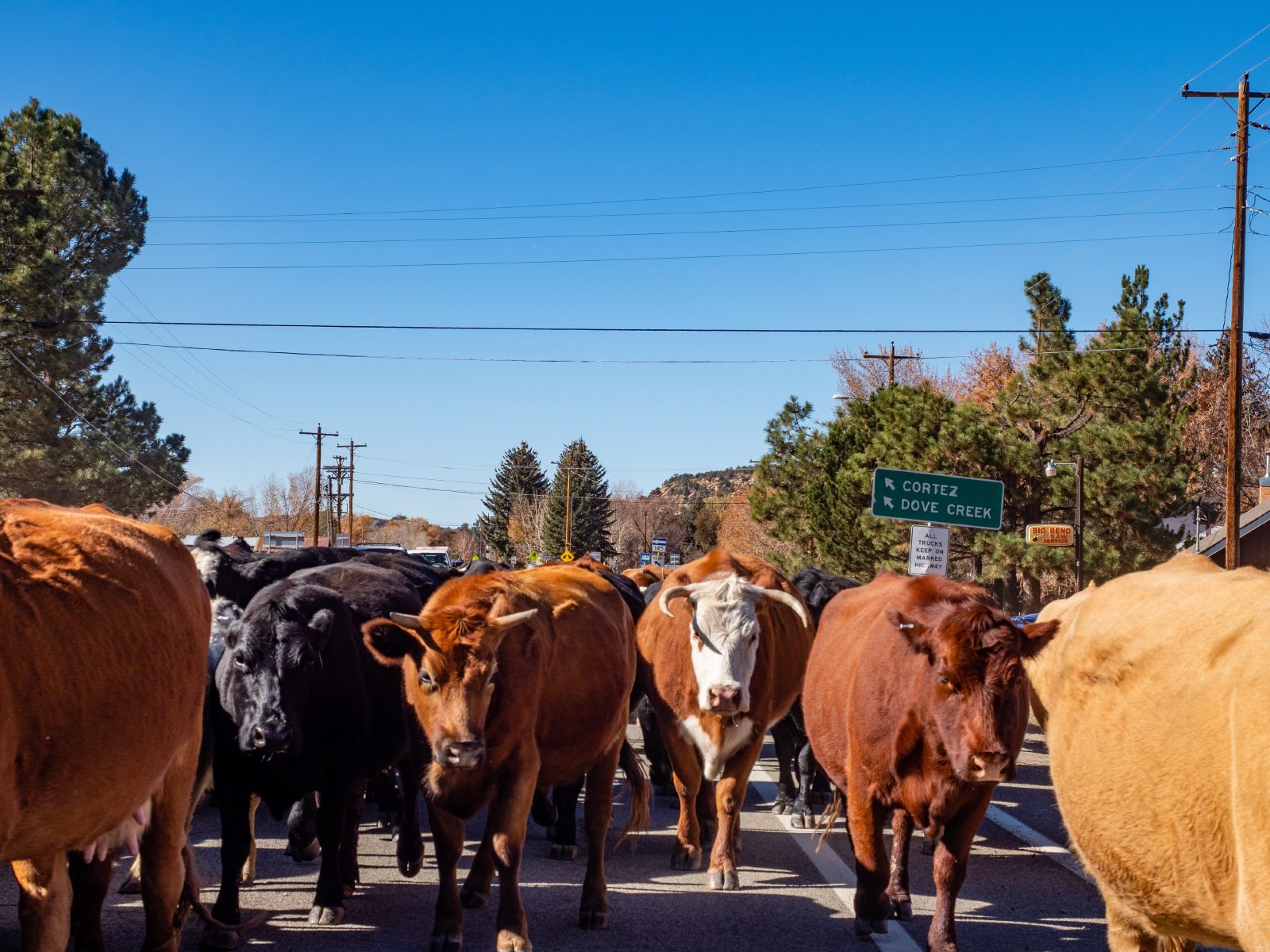 A cattle drive down a road past a Cortez and Dove Creek highway sign in rural Southwest Colorado